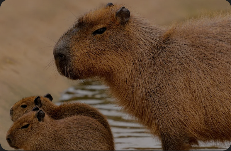 Les Capybaras
